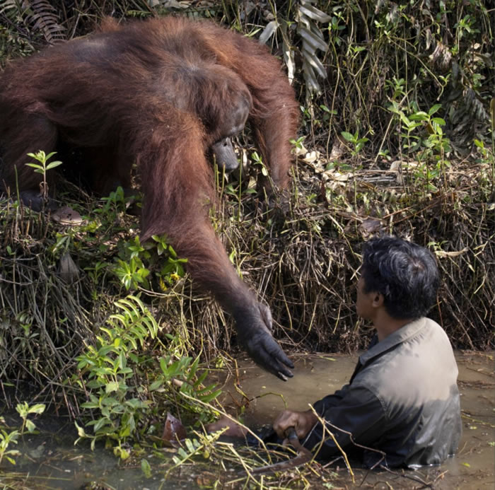 印尼婆罗洲红毛猩猩伸出帮助正在河中工作的巡守员
