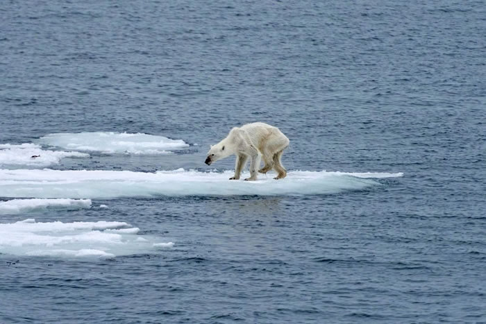 北极海冰大量流失迫使北极熊和独角鲸花四倍力气求生存