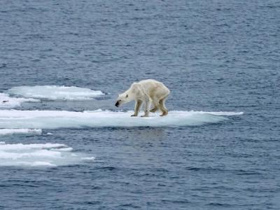 北极海冰大量流失迫使北极熊和独角鲸花四倍力气求生存