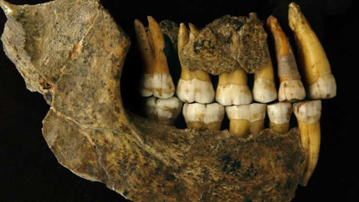 比利时一处洞穴发现尼安德特人骨骼化石