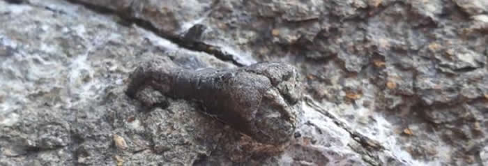 韩国京畿道安山市炭岛港附近海边发现1.2亿年前朝鲜角龙（韩国角龙）化石