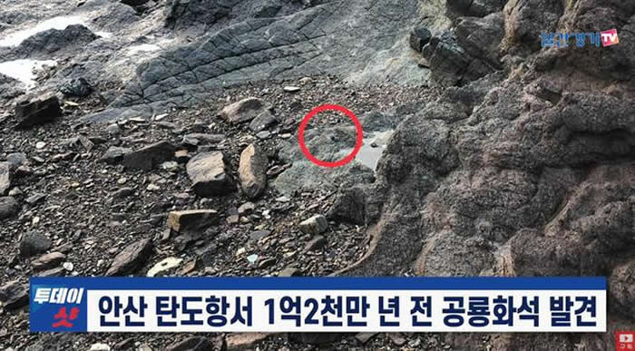 韩国京畿道安山市炭岛港附近海边发现1.2亿年前朝鲜角龙（韩国角龙）化石