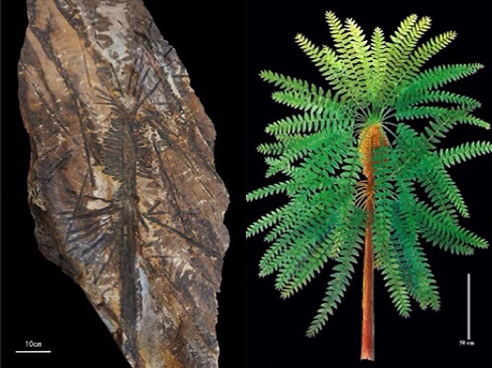 瓢叶目家族新物种Paratingia wuhaia（乌海拟齿叶），左为化石，右为复原图