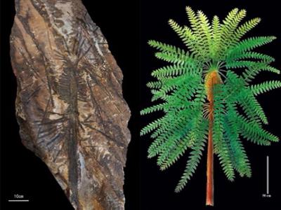 内蒙古乌海“植物庞贝城”发现大量保存完整的瓢叶目植物化石 是种子植物的姊妹类群