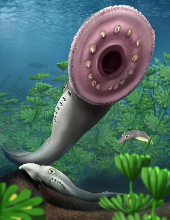 《自然》：新化石发现表明远古八目鳗幼体与现代幼体完全不同 更接近现代成年八目鳗