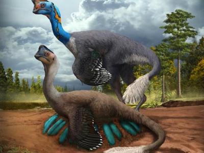 中国江西省出土的7000万年前化石中发现一只窃蛋龙正在孵卵