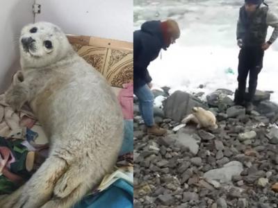 俄罗斯东部扎鲁比诺村一只小海豹被冲上岸 因长相太萌被人类包围“摸到死”