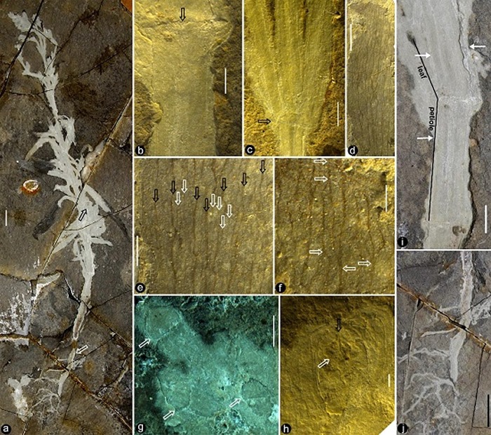 早白垩世义县组地层发现目前最早的的单子叶植物化石----宁城中华草