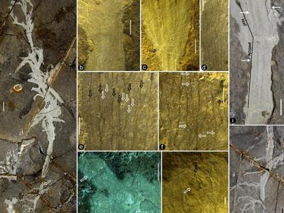 早白垩世义县组地层发现目前最早的的单子叶植物化石----宁城中华草