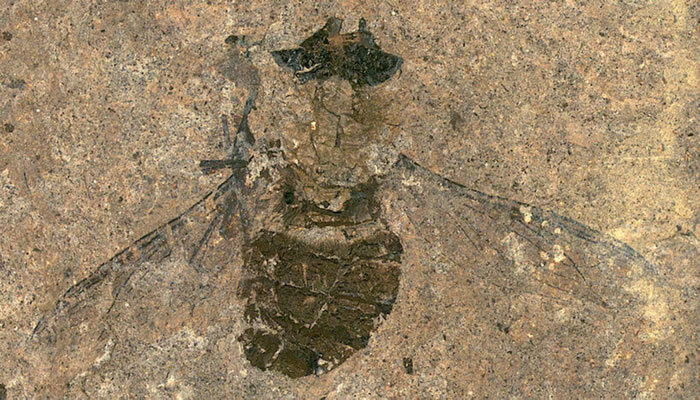 德国梅塞尔坑化石遗址发现的化石表明苍蝇在4700万年前就已经在进食和运输花粉