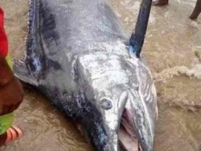 尼日利亚男子捕获3公尺大鱼兴奋宴请全村 吃完才知道是价值百万美元的大西洋蓝枪鱼