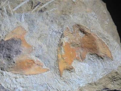 武汉发现“江夏鱼”化石 证明4亿年前这里曾是河口三角洲的滨海地貌