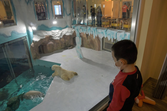 黑龙江哈尔滨极地主题公园“北极熊酒店”开幕 “与熊共眠”引动物保育团体批评