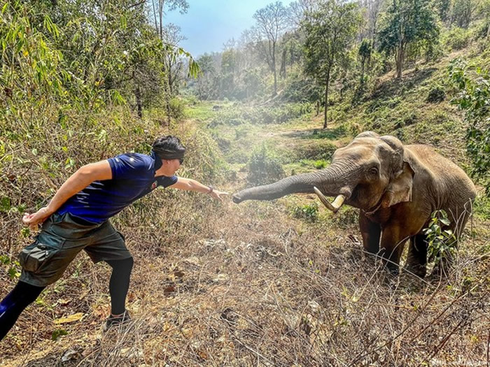 泰国濒死大象获救12年后竟“认出恩人” 伸长鼻与兽医Pattarapol Maneeon感动重逢