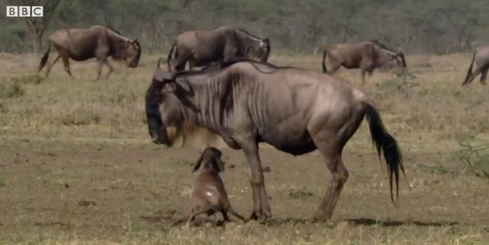 《BBC Earth》视频：刚出生站不稳的牛羚遭到鬣狗围捕 拼命狂奔竟成功逃过死劫