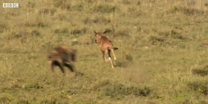 《BBC Earth》视频：刚出生站不稳的牛羚遭到鬣狗围捕 拼命狂奔竟成功逃过死劫