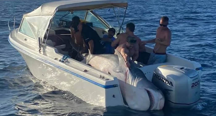 澳洲悉尼6位钓客奋力激战45分钟拖起400公斤虎鲨