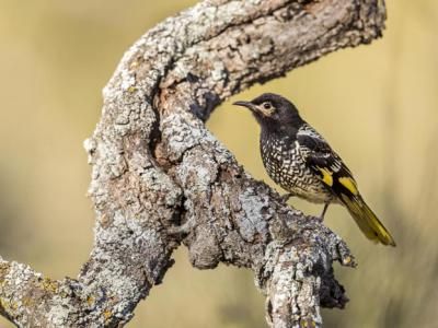 极度濒危的鸟类“王摄食蜜鸟”正在失去它的“歌唱文化”