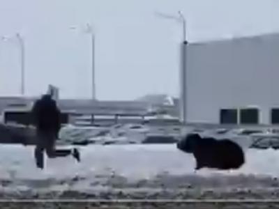 俄罗斯瓦尔托夫斯克市男子在路上竟然遭凶猛野生黑熊一路狂追