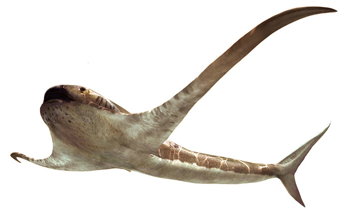 6600多万年前白垩纪末期一种蝠鲼样“怪异”鲨鱼Aquilolamna milarcae