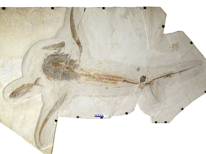 6600多万年前白垩纪末期一种蝠鲼样“怪异”鲨鱼Aquilolamna milarcae