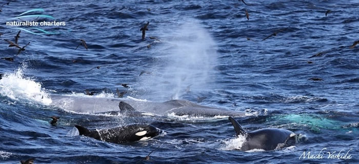 澳洲西海岸16公尺长蓝鲸误闯虎鲸领地 被70头虎鲸围杀