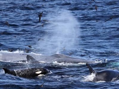 澳洲西海岸16公尺长蓝鲸误闯虎鲸领地 被70头虎鲸围杀
