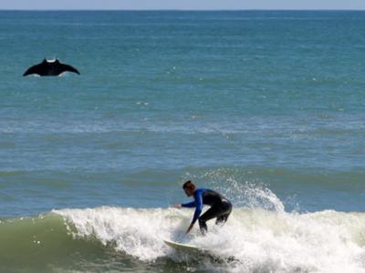 “大海怪”！美国业余摄影师在佛罗里达州海滩捕捉到大型鬼蝠魟跃出水面的珍贵画面