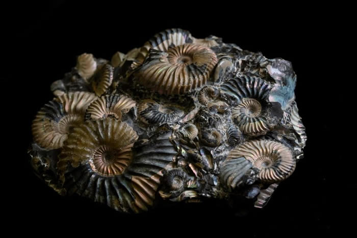 化石研究显示海洋动物之间的进化“军备竞赛”彻底改变海洋生态系统