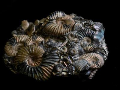 化石研究显示海洋动物之间的进化“军备竞赛”彻底改变海洋生态系统