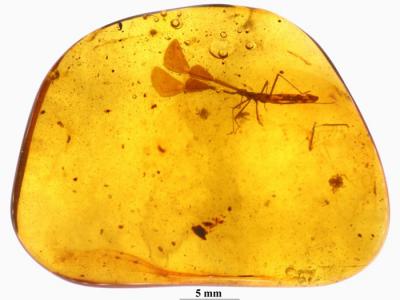 中国科学家在缅甸琥珀中发现恐龙时代昆虫新物种“武氏大角蝽”