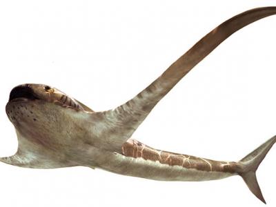 白垩纪晚期海洋中存在类蝠鲼浮游食性鲨鱼Aquilolamna milarcae