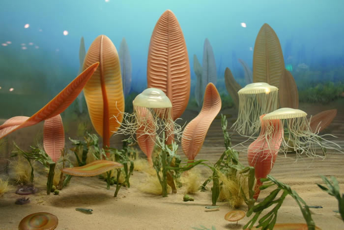 研究显示5.55亿年前的埃迪卡拉纪海洋生物跟今天包括人类在内的动物有相同基因