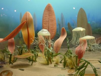 研究显示5.55亿年前的埃迪卡拉纪海洋生物跟今天包括人类在内的动物有相同基因