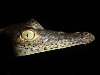 研究发现古代鳄鱼在数百万年时间里经历快速进化