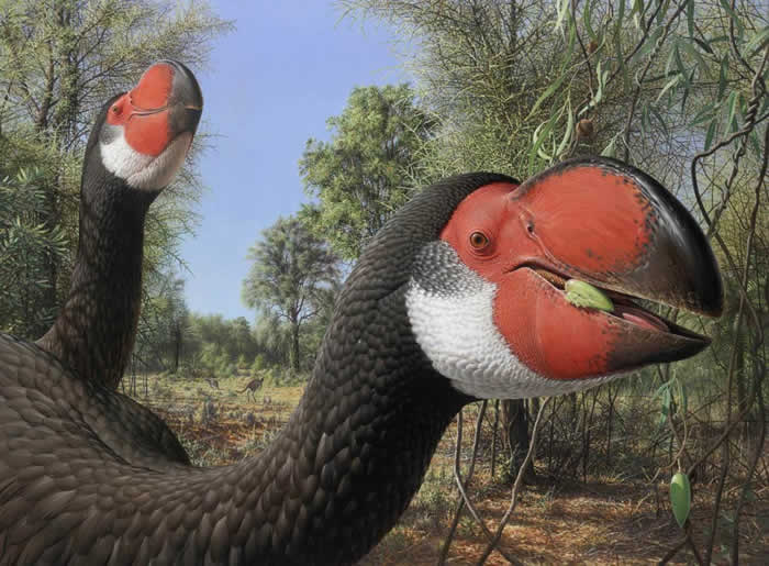 已灭绝的雷啸鸟家族不飞鸟类头骨化石揭示“极端进化实验”