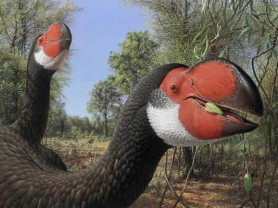 已灭绝的雷啸鸟家族不飞鸟类头骨化石揭示“极端进化实验”