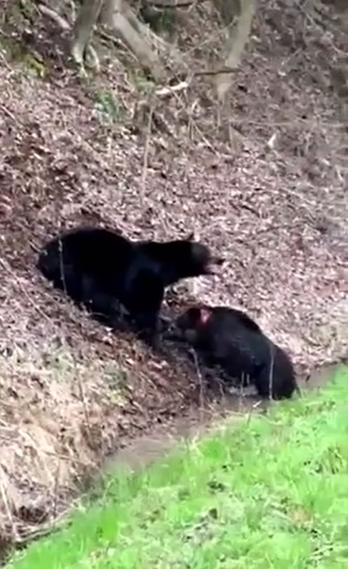 美国田纳西州男子意外目睹黑熊大战野猪的残酷画面