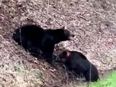 美国田纳西州男子意外目睹黑熊大战野猪的残酷画面