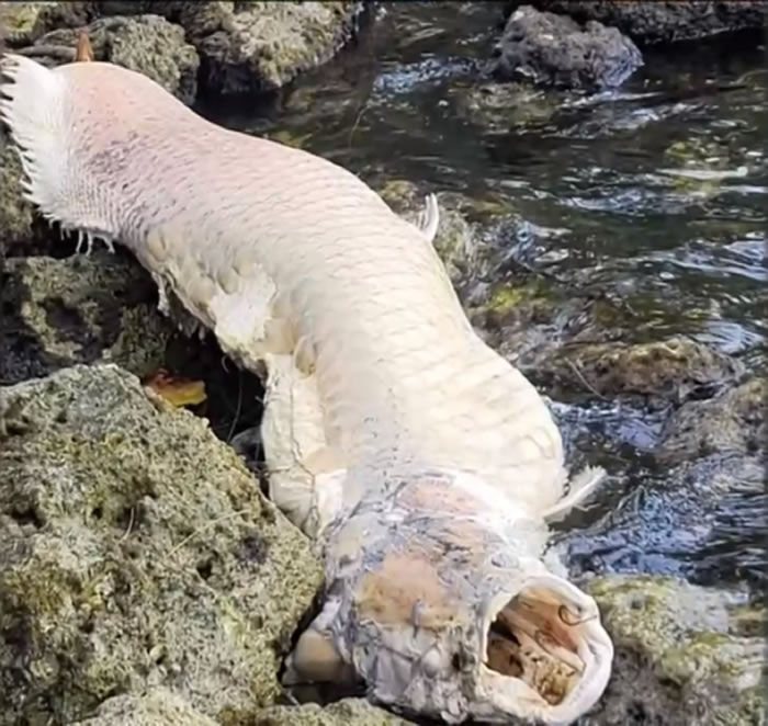 美国佛罗里达州发现3米长巨骨舌鱼尸体 生物入侵或对本土物种造成毁灭性打击
