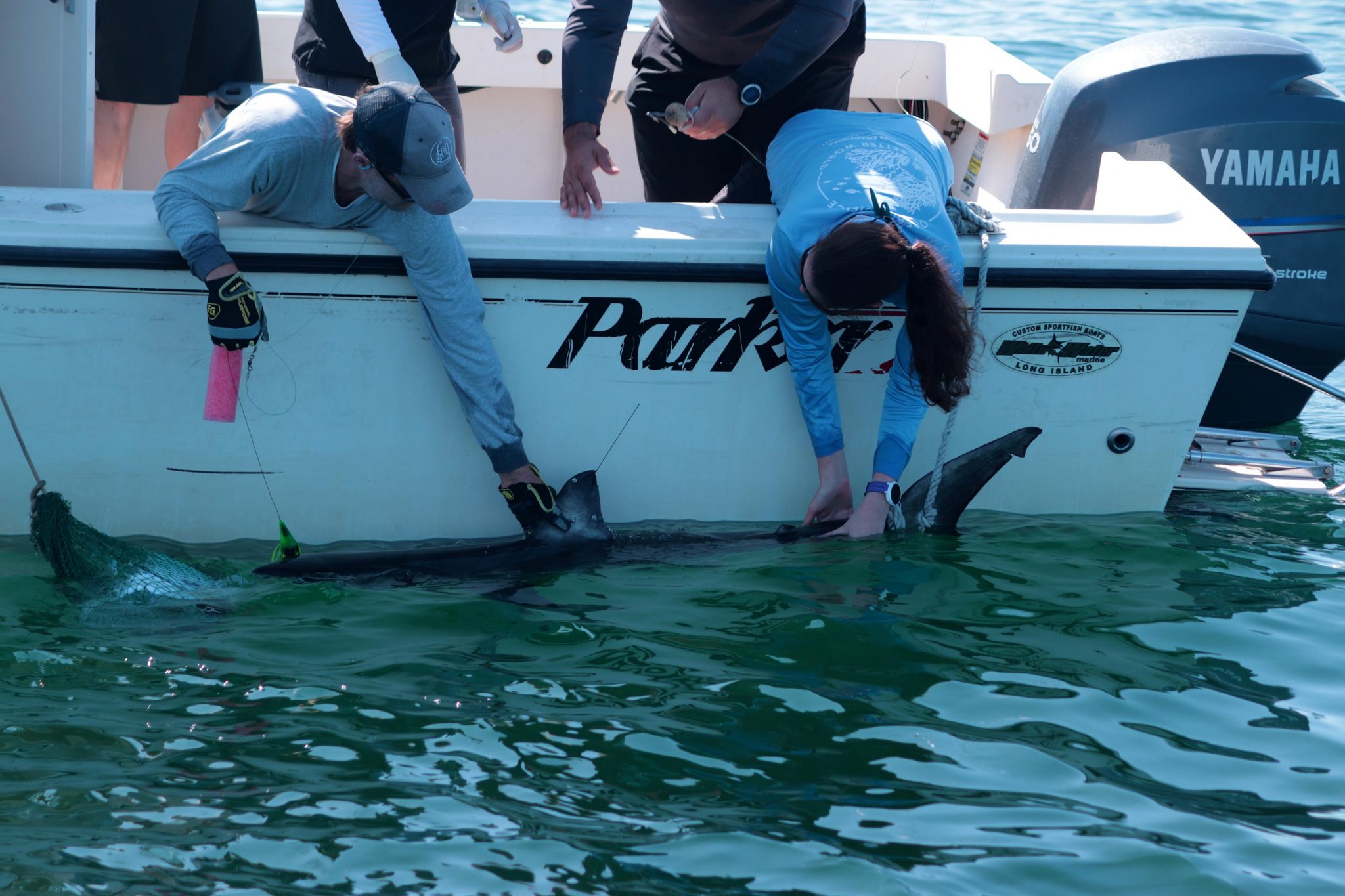 FAU Harbor Branch研究首次提供利用卫星技术观察年轻大白鲨的3D运动机会