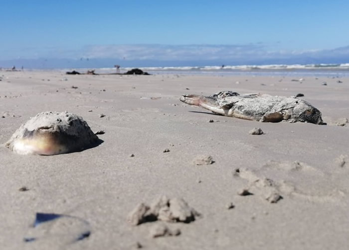 南非开普敦梅增贝赫海滩出现数百条搁浅河豚 毒素比氰化物更致命