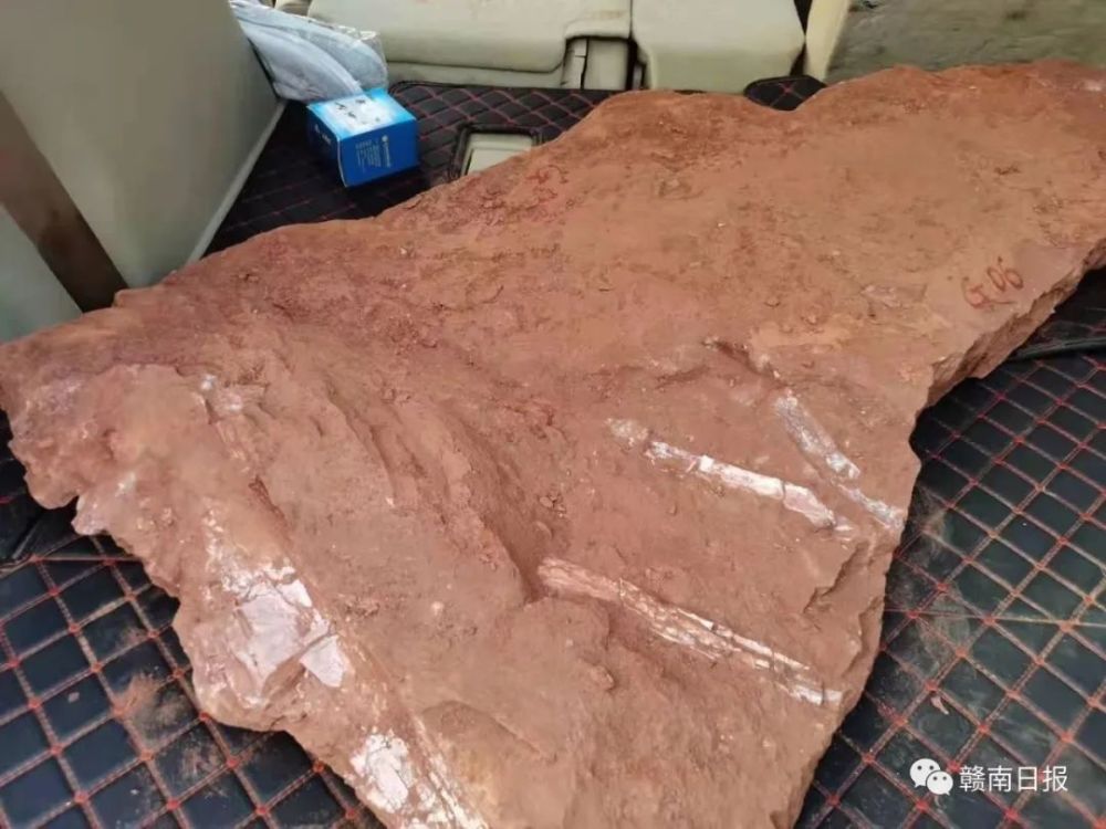 江西省赣州市章贡区沙河镇建筑工地发现恐龙化石