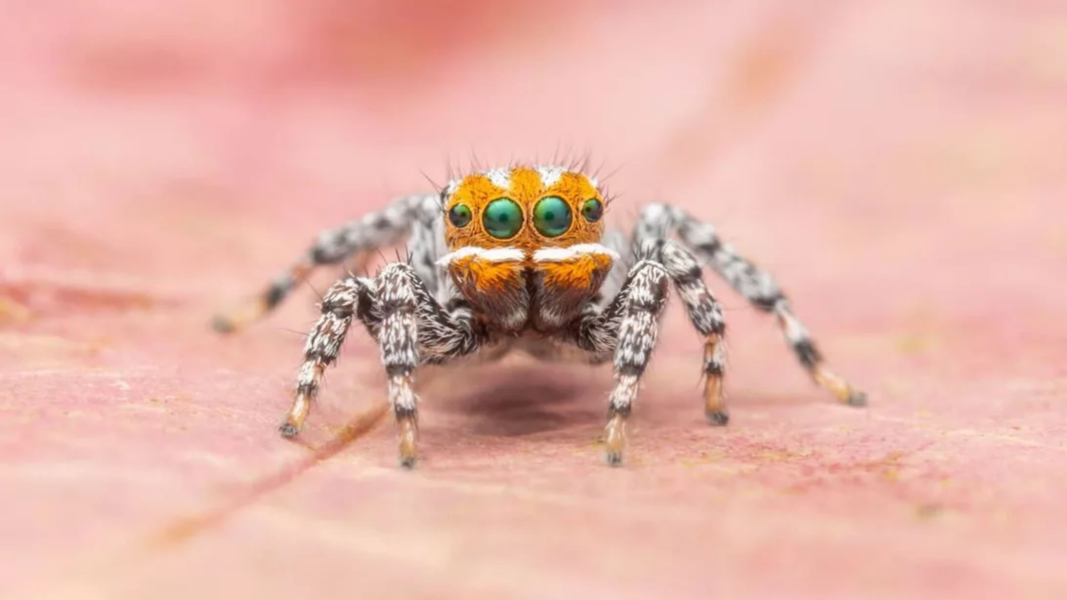 澳大利亚发现孔雀蜘蛛一个新品种Maratus nemo