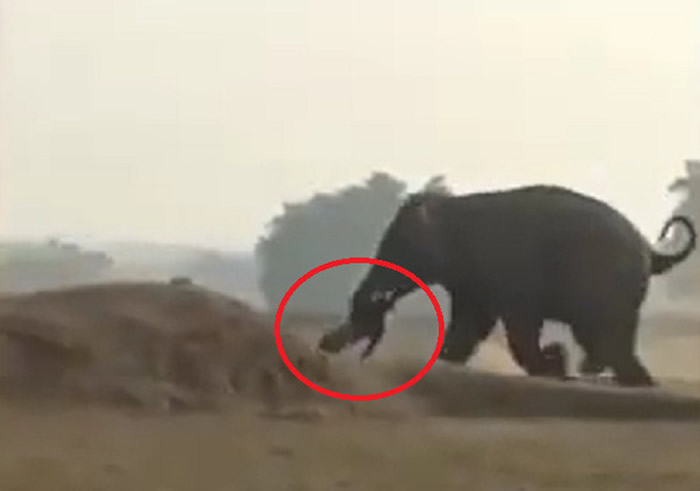印度贾坎德邦野生大象闯入村庄 男子被大象用鼻子卷起重摔在地