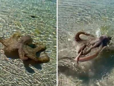 澳洲男子在西澳地理湾水中发现“八爪海怪” 好奇靠近被愤怒章鱼攻击