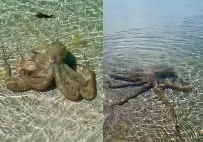 澳洲男子在西澳地理湾水中发现“八爪海怪” 好奇靠近被愤怒章鱼攻击