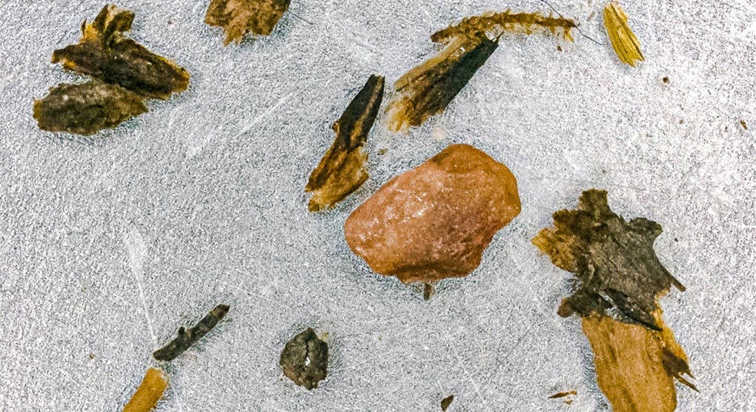 1966年钻探的冰芯发现格陵兰冰原下数百万年前的植物化石