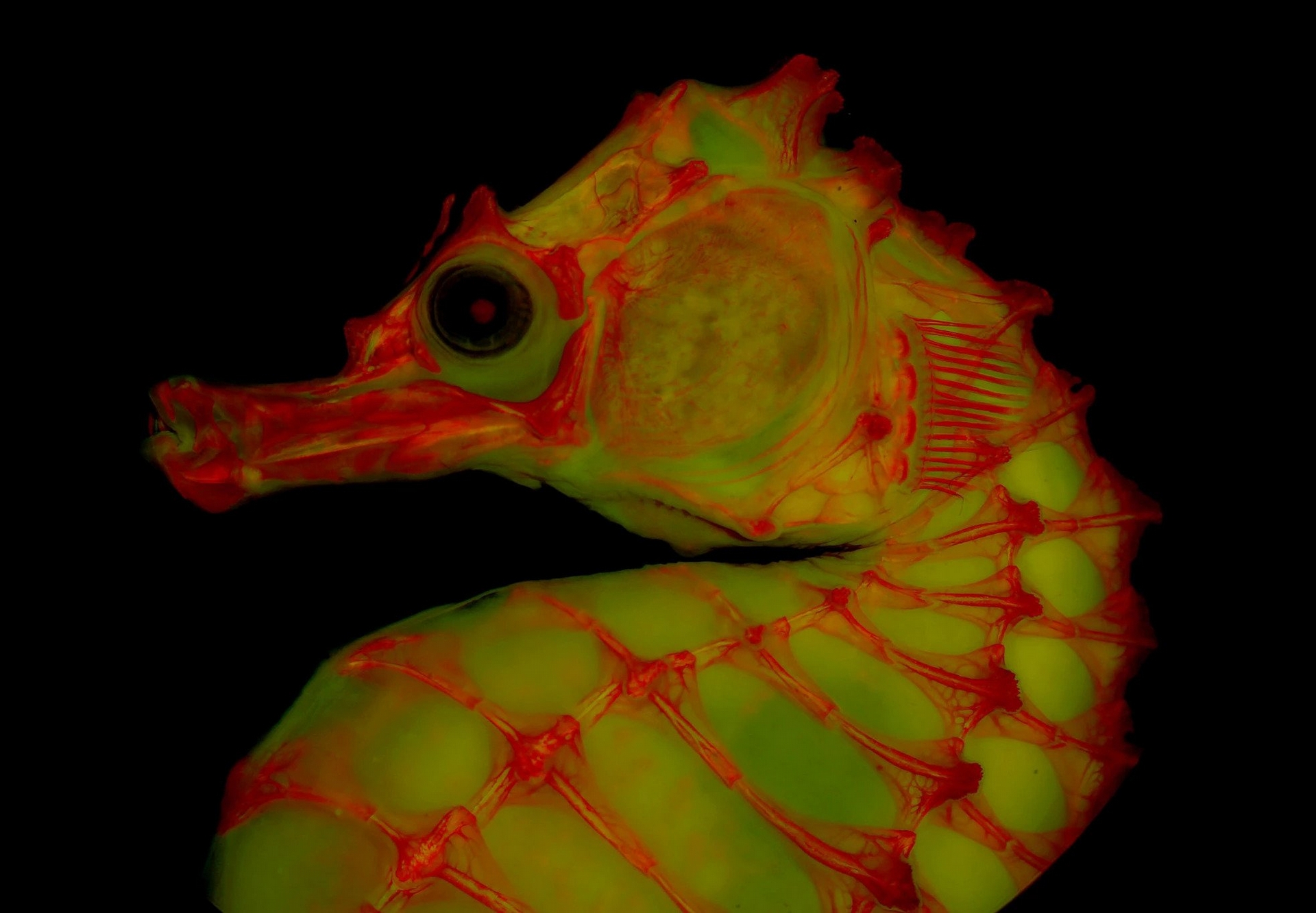 架在甘油明胶混合液中的海马透明骨骼标本，其身上的染料于萤光灯照耀下发出红色光芒。这种摄影技术让科学家能以全新的方式检视骨骼。 PHOTOGRAPH BY LEO