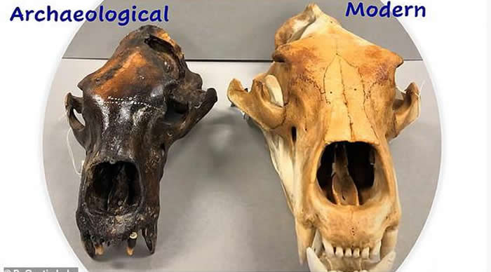 约1000年前的骸骨标本显示，古代北极熊和现在的没什么区别，但科研人员发现今天有些北极熊吃的食物更硬，它们并不适应。